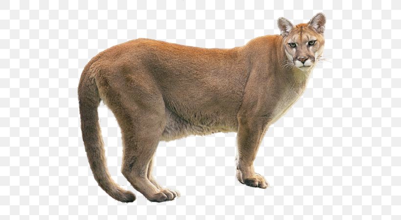 Cougar Lion Dog, PNG, 625x450px, Cougar, Animal, Big Cats, Carnivoran, Cat Like Mammal Download Free