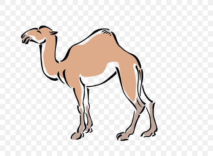 Dromedary Pack Animal Mustang Clip Art, PNG, 800x600px, Dromedary, Animal Figure, Arabian Camel, Camel, Camel Like Mammal Download Free