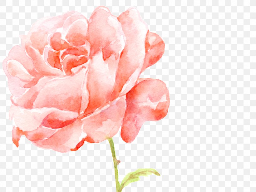 Garden Roses Image Vector Graphics, PNG, 1024x768px, Garden Roses, Cabbage Rose, Carnation, Close Up, Cut Flowers Download Free