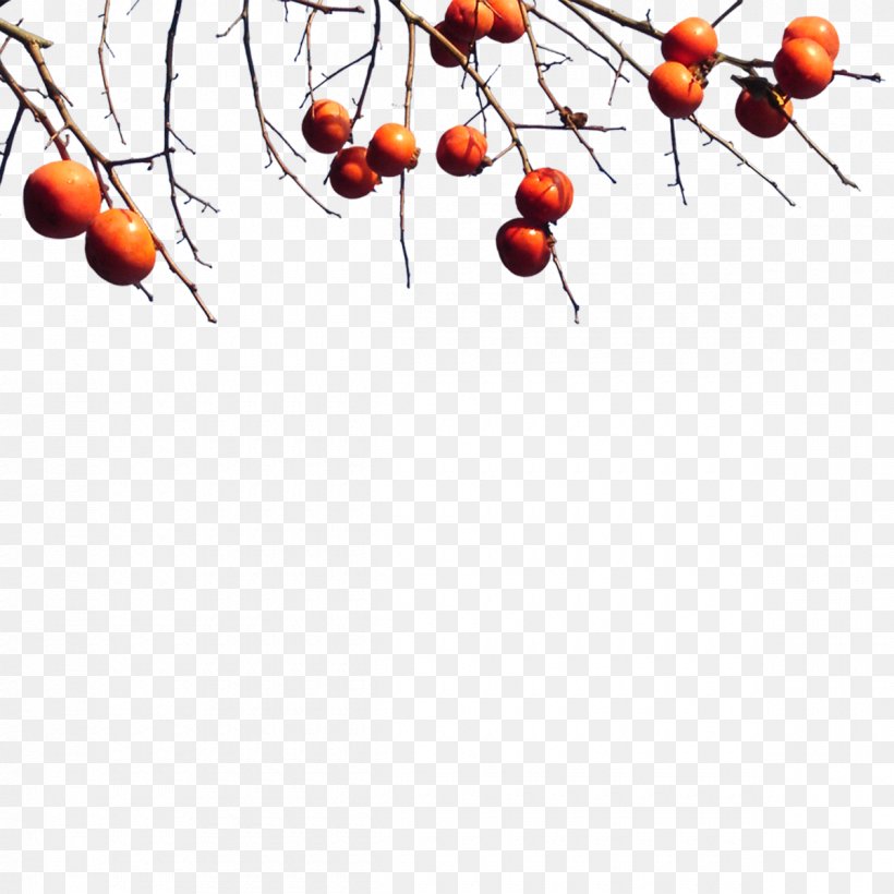 Image Illustration Photography Tree, PNG, 1200x1200px, Photography, Branch, Chinese Hawthorn, Ebony Trees And Persimmons, Flower Download Free