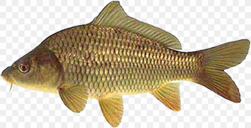 Mirror Carp Goldfish Angling Grass Carp, PNG, 2500x1279px, Mirror Carp, Angling, Animal Figure, Aquarium, Bony Fish Download Free