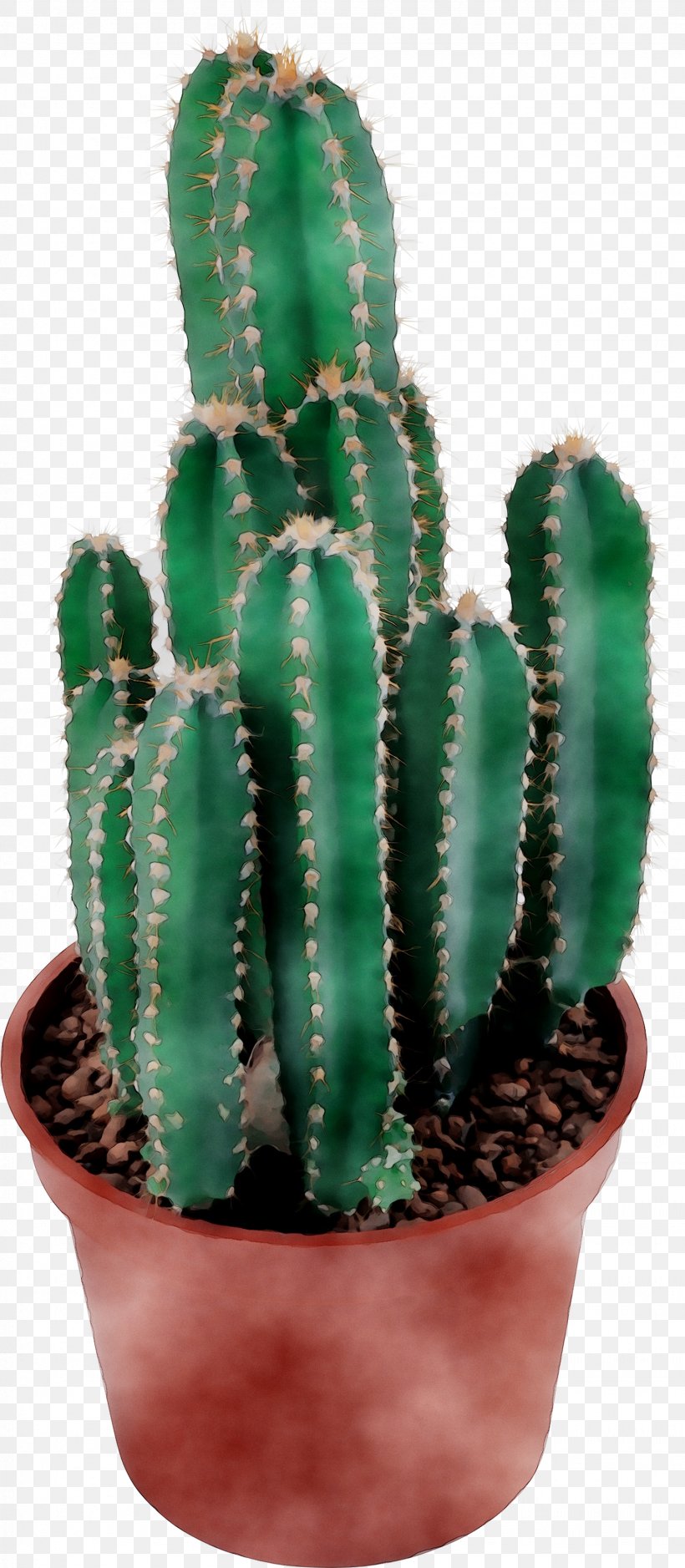 San Pedro Cactus Triangle Cactus Prickly Pear Echinocereus, PNG, 1539x3523px, San Pedro Cactus, Acanthocereus, Acanthocereus Tetragonus, Cactus, Caryophyllales Download Free