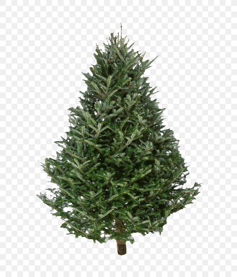 Fraser Fir Nordmann Fir Christmas Tree, PNG, 640x960px, Fraser Fir, Christmas, Christmas Decoration, Christmas Ornament, Christmas Tree Download Free