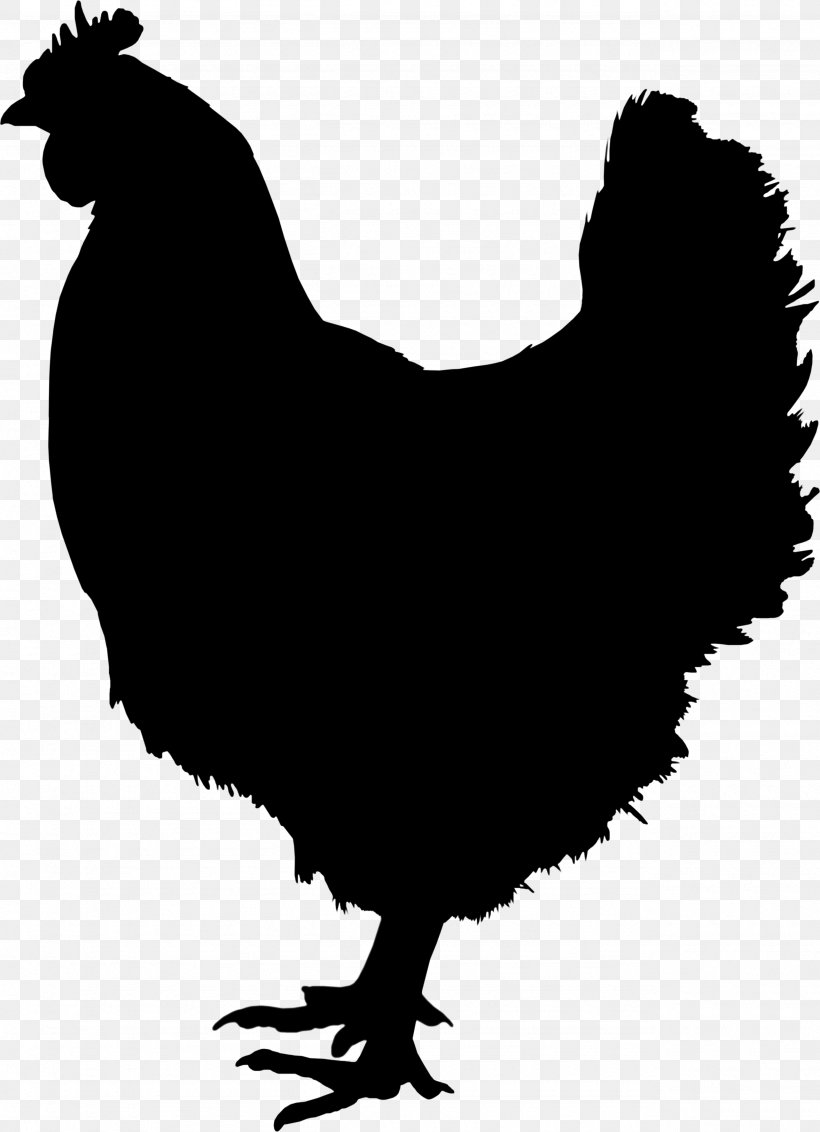 Rooster Image Chicken, PNG, 2565x3544px, Rooster, Beak, Bird, Blackandwhite, Chicken Download Free