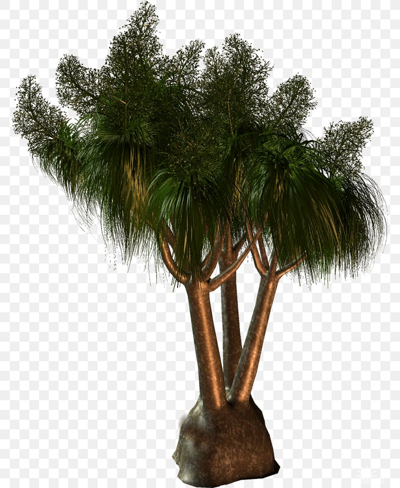 Arecaceae Babassu Tree Clip Art, PNG, 771x1000px, Arecaceae, Arecales, Attalea, Babassu, Branch Download Free