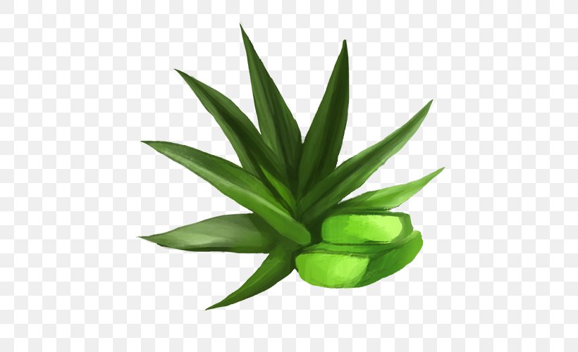 Cannabis Aloe Vera, PNG, 500x500px, Cannabis, Agave, Agave Azul, Aloe, Aloe Vera Download Free