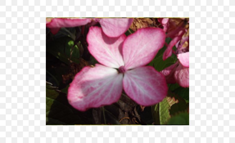 Crane's-bill Hydrangea Annual Plant Pink M Shrub, PNG, 500x500px, Hydrangea, Annual Plant, Flora, Flower, Flowering Plant Download Free