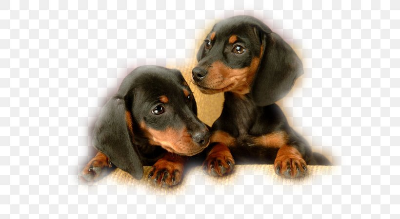 Dachshund Puppy Black And Tan Coonhound English Toy Terrier Baby Pets, PNG, 600x450px, Dachshund, Animal, Austrian Black And Tan Hound, Baby Pets, Black And Tan Coonhound Download Free