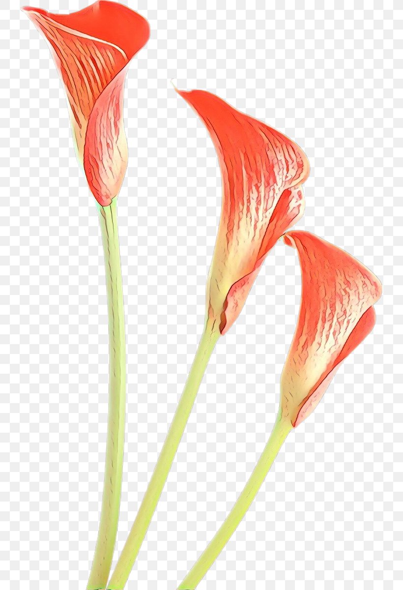 Drawing Of Family, PNG, 737x1200px, Arum Lilies, Anthurium, Artificial Flower, Arum, Arum Family Download Free