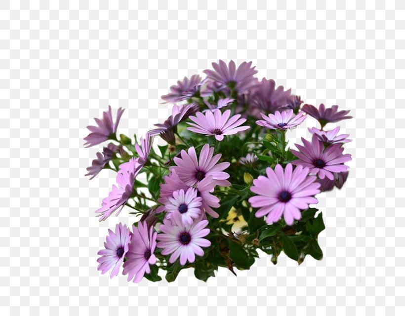Flowers Background, PNG, 640x640px, Flower, African Daisy, Annual Plant, Artificial Flower, Aster Download Free