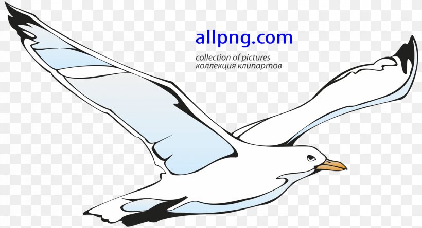 Gulls Clip Art, PNG, 1500x814px, Gulls, Area, Artwork, Beak, Bird Download Free