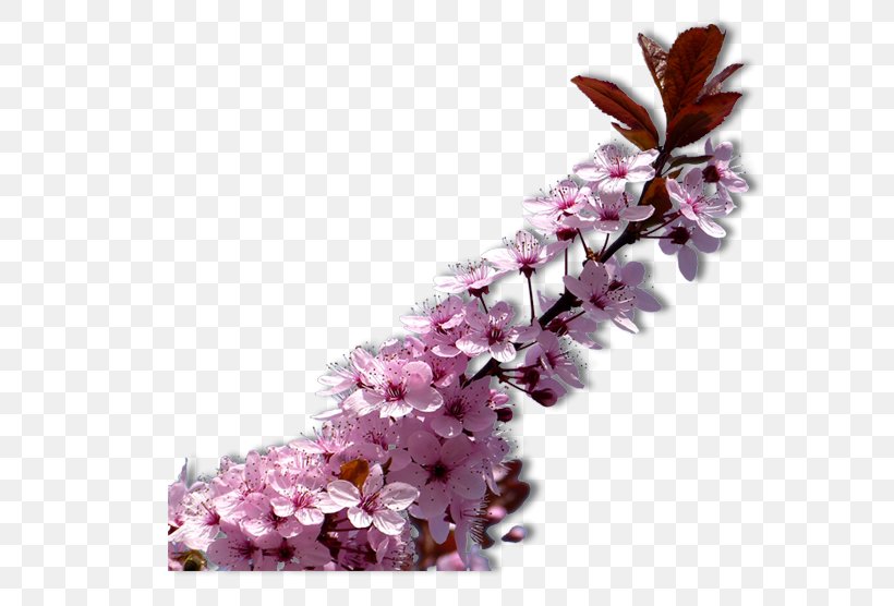 ST.AU.150 MIN.V.UNC.NR AD Blog Petal Flower Plant, PNG, 587x556px, Stau150 Minvuncnr Ad, Blog, Blossom, Branch, Cherry Blossom Download Free