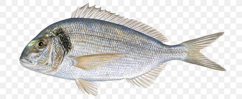 Tilapia Gilt-head Bream Fried Fish, PNG, 768x336px, Tilapia, Animal Figure, Animal Source Foods, Bream, European Bass Download Free