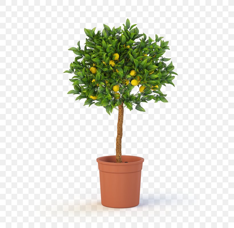 Topiary Tree Flowerpot Garden Weeping Fig, PNG, 727x800px, Topiary, Calamondin, Container Garden, Evergreen, Fig Trees Download Free