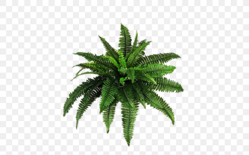 Vascular Plant Palm Trees Fern Image, PNG, 512x512px, Vascular Plant, Bamboo, Burknar, Embryophyte, Fern Download Free