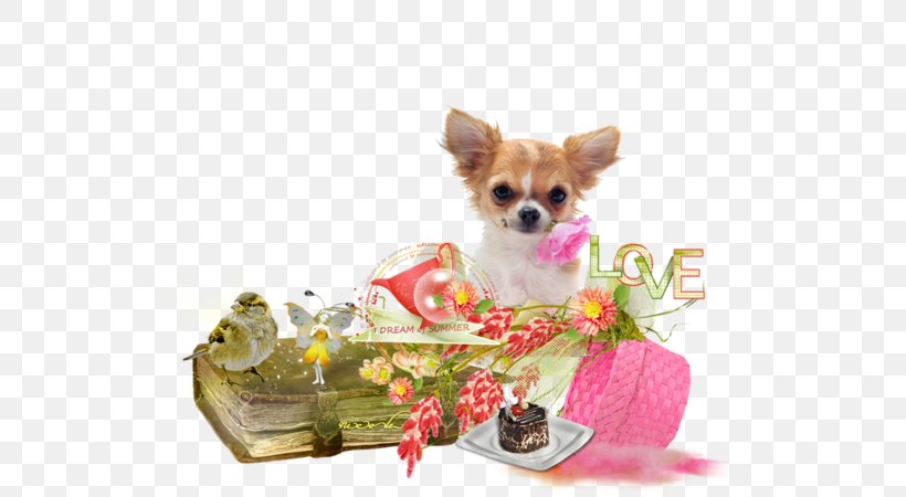 Chihuahua Puppy Yorkshire Terrier Dog Breed Companion Dog, PNG, 600x450px, Chihuahua, Advertising, Breed, Carnivoran, Clothing Download Free