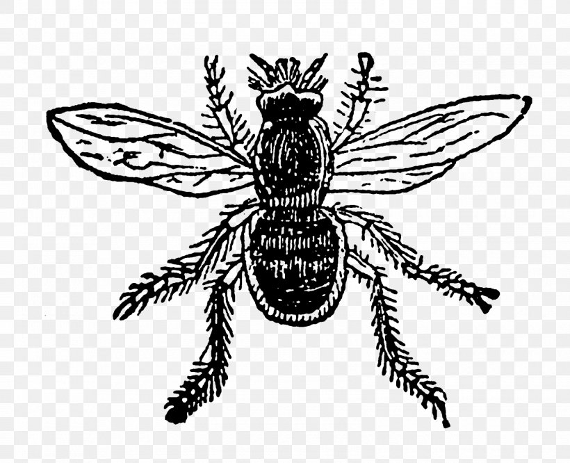 Insect Honey Bee Pollinator, PNG, 1600x1301px, Insect, Animal, Arthropod, Bee, Black And White Download Free