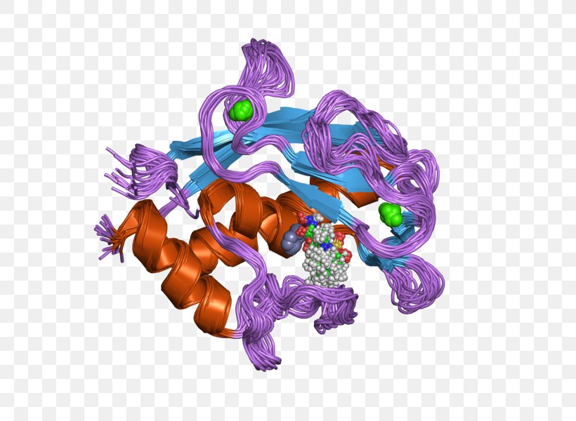 MMP20 Protease Matrix Metalloproteinase Matrix Metallopeptidase 20 (enamelysin), PNG, 800x600px, Protease, Eukaryote, Homo Sapiens, Matrix Metalloproteinase, Metalloproteinase Download Free