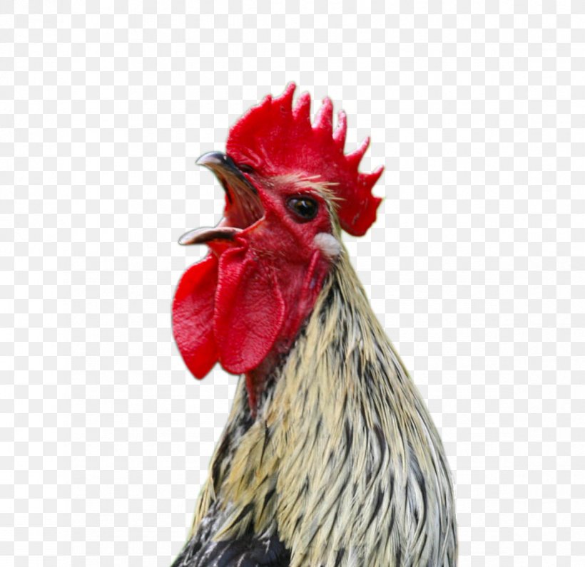 Bielefelder Kennhuhn Legbar Orpington Chicken Marans Polish Chicken, PNG, 1173x1140px, Bielefelder Kennhuhn, Beak, Bird, Brahma Chicken, Breed Download Free