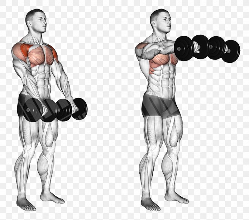 Front Raise Dumbbell Overhead Press Fly Exercise PNG 872x768px Watercolor Cartoon Flower Frame Heart Download Free