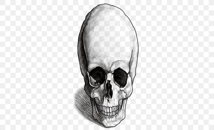 Nose Skeleton Homo Sapiens Skull Human Behavior, PNG, 500x500px, Nose, Behavior, Black And White, Bone, Drawing Download Free