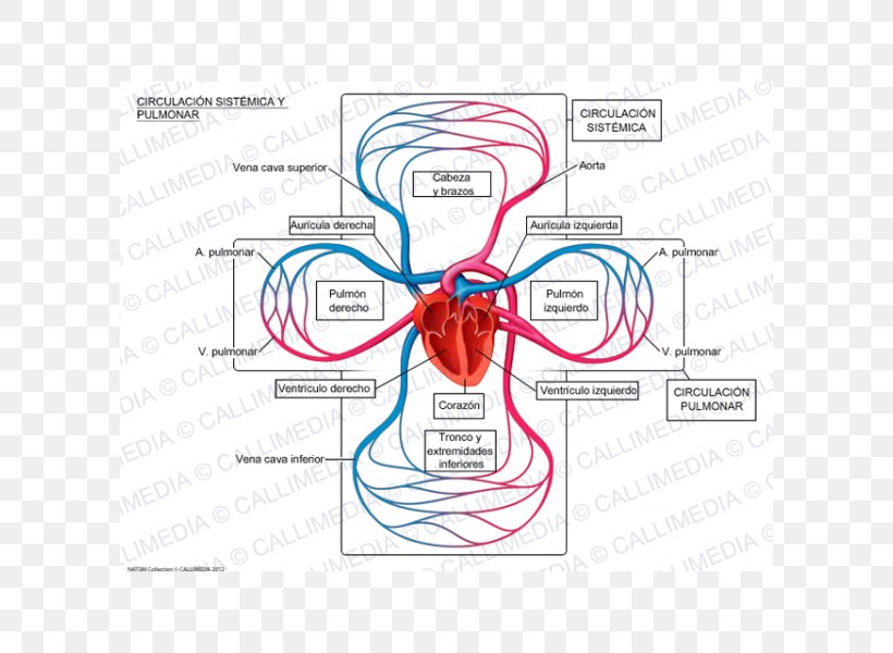 Pulmonary Circulation Systemic Circulation Lung Pulmonary Vein Pulmonary Artery, PNG, 600x600px, Watercolor, Cartoon, Flower, Frame, Heart Download Free