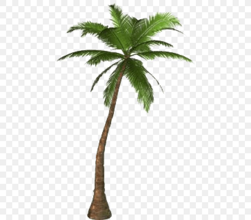 Arecaceae Tree Clip Art, PNG, 480x718px, Arecaceae, Arecales, Attalea Speciosa, Borassus Flabellifer, California Palm Download Free