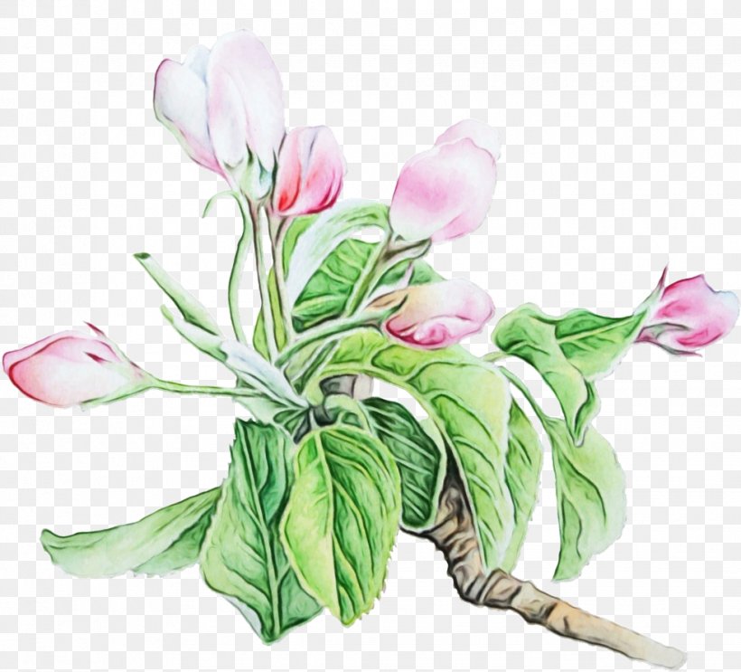 Flower Plant Cut Flowers Pink Petal, PNG, 979x888px, Watercolor, Anthurium, Cut Flowers, Cyclamen, Flower Download Free