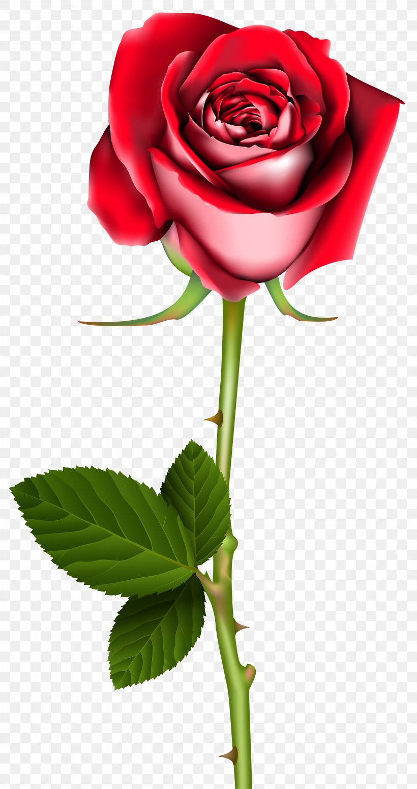 Garden Roses Flower Desktop Wallpaper Clip Art, PNG, 4284x8100px, Rose, Blue Rose, Cut Flowers, Flora, Floral Design Download Free