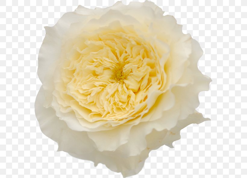 Garden Roses Flower Vase Life, PNG, 591x591px, Garden Roses, Color, Cream, Cut Flowers, David Ch Austin Download Free