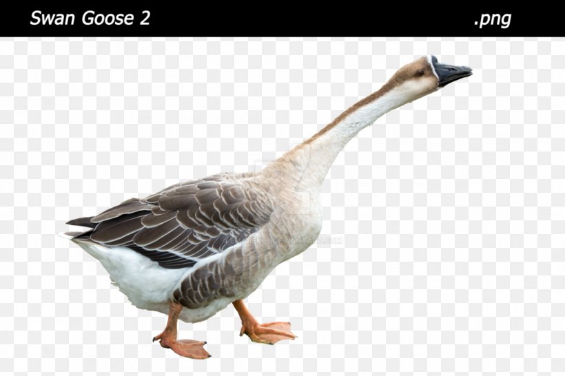 Goose Duck Fauna Feather Beak, PNG, 1095x730px, Goose, Beak, Bird, Duck, Ducks Geese And Swans Download Free