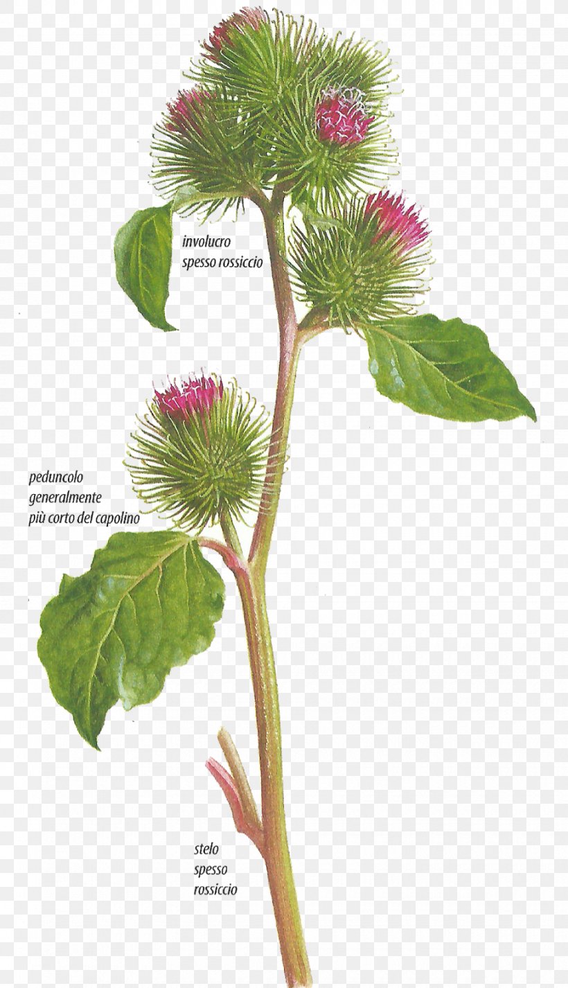 Greater Burdock Plants Hemlock Human Body Immune System, PNG, 920x1600px, Greater Burdock, Body, Botany, Burdock, Cuisine Download Free