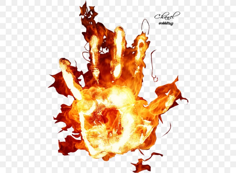 Image World Wide Web Graphics La Insuperable Flame, PNG, 490x600px, Flame, Description, Heat, Organism Download Free