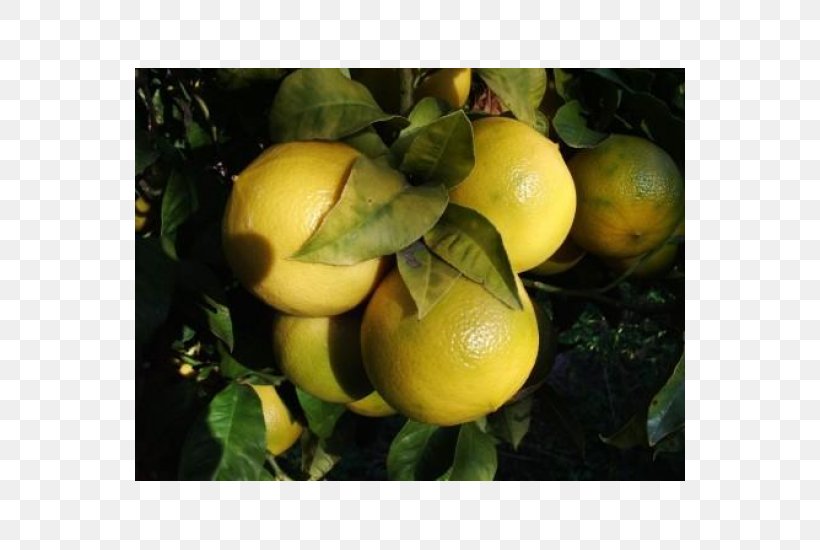 Lemon Citron Bergamot Orange Reggio Calabria Rangpur, PNG, 550x550px, Lemon, Auglis, Bergamot Orange, Bitter Orange, Calabria Download Free