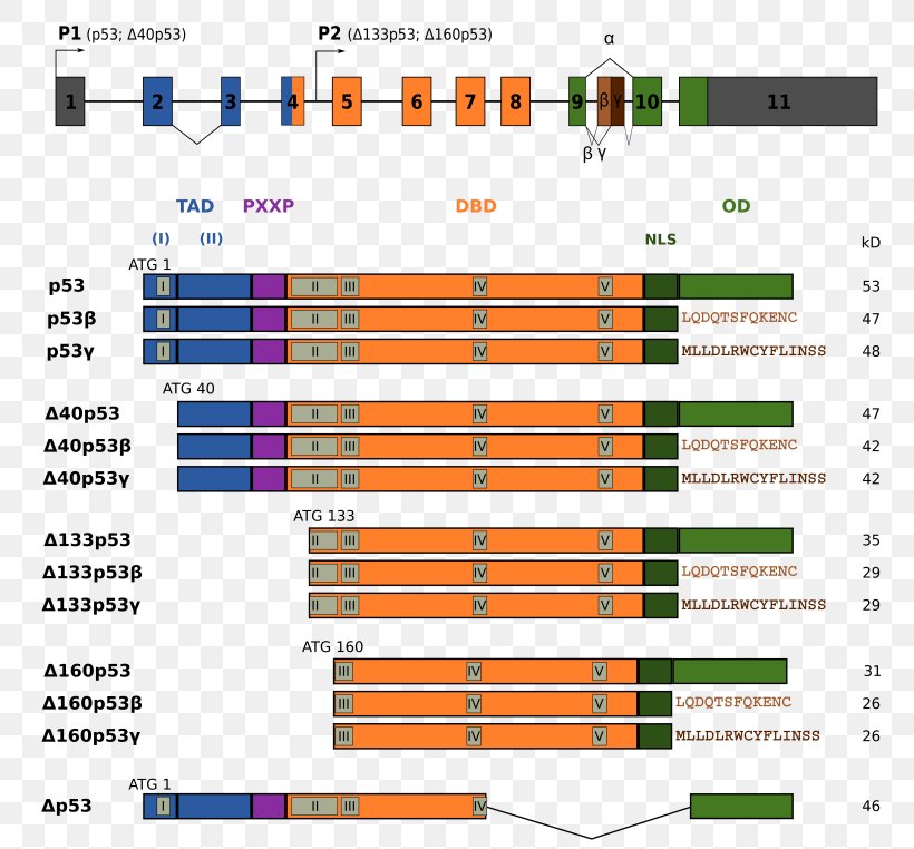 P53 Isoforma Exon Alternative Splicing Gene Isoform, PNG, 800x762px, Watercolor, Cartoon, Flower, Frame, Heart Download Free