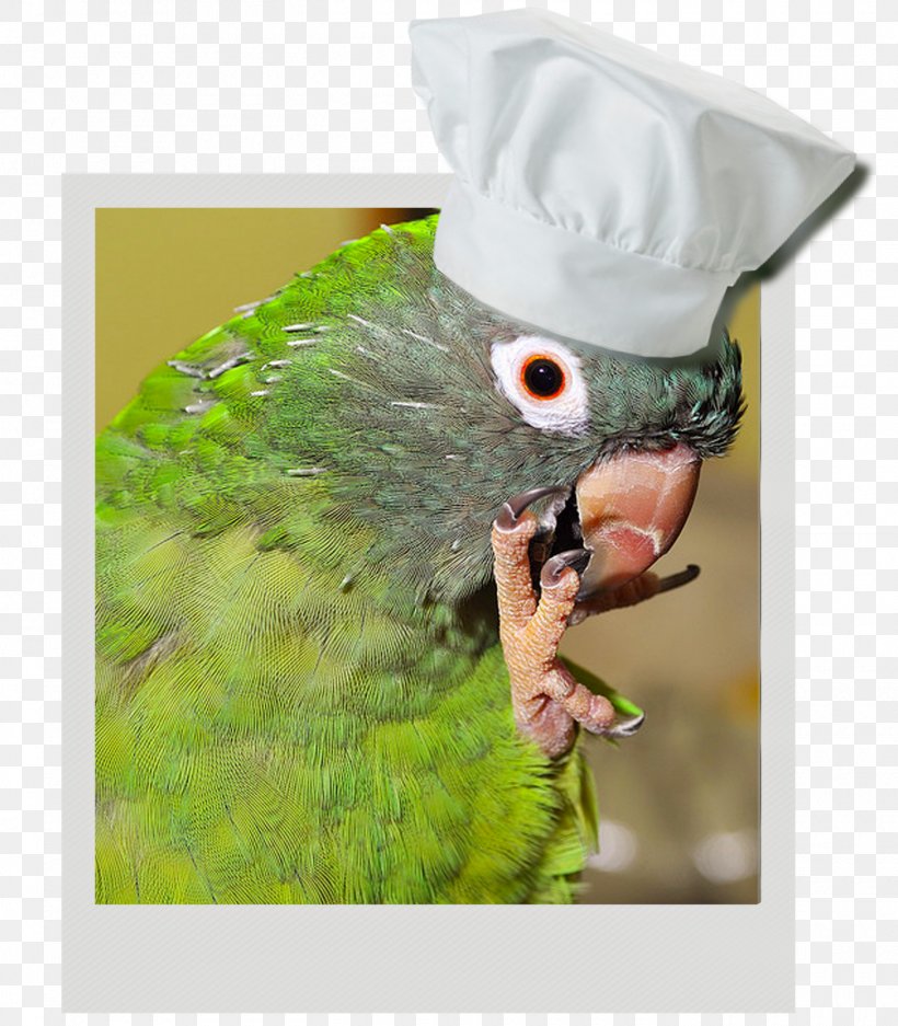 Pizza Dog Macaw Bacon Pepperoni, PNG, 1400x1600px, Pizza, Bacon, Beak, Bell Pepper, Bird Download Free
