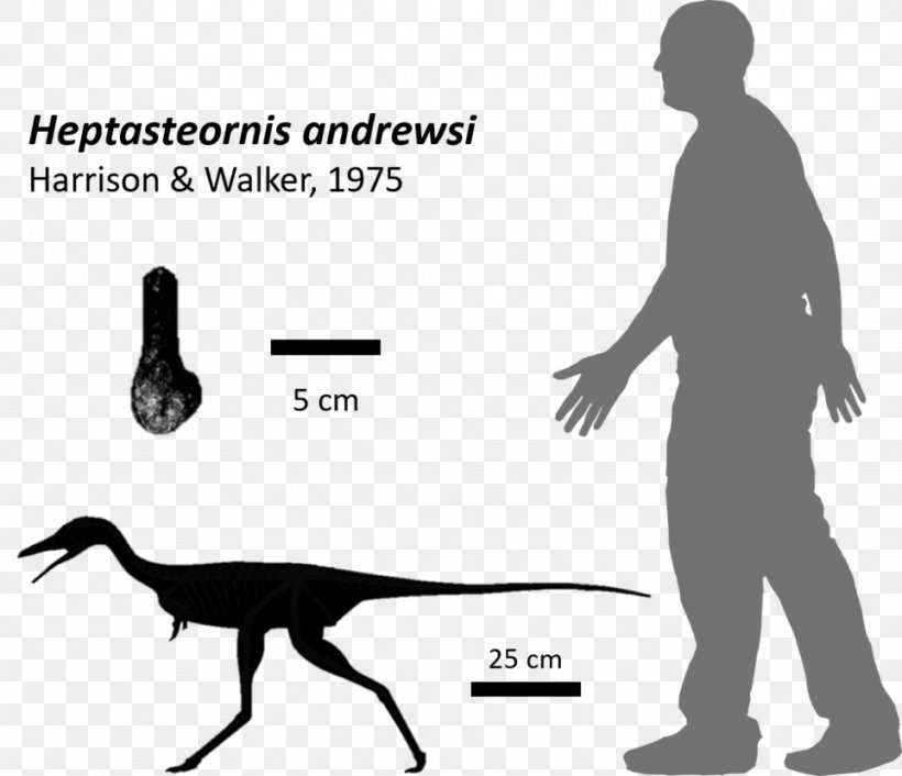 Protoceratops Nyasasaurus Fossil Archosaur Dinosaur Isle, PNG, 963x830px, Protoceratops, Archosaur, Arm, Black And White, Diagram Download Free