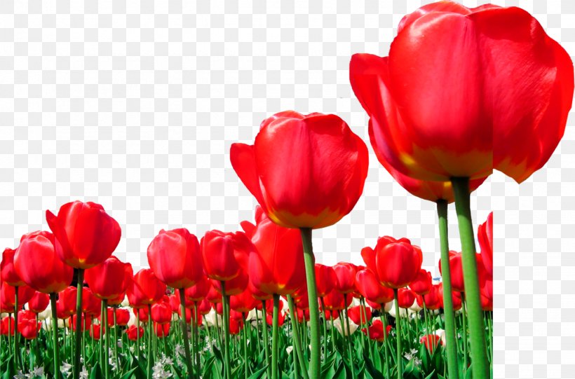 Tulip Flower, PNG, 1437x949px, Tulip, Designer, Field, Flower, Flowering Plant Download Free