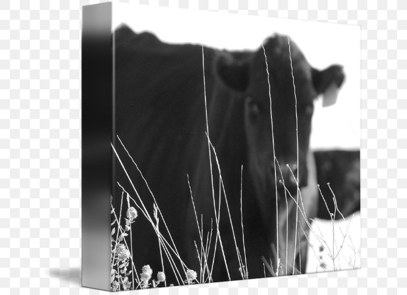 Calf Dairy Cattle Gallery Wrap, PNG, 650x595px, Calf, Art, Beef, Black, Black And White Download Free