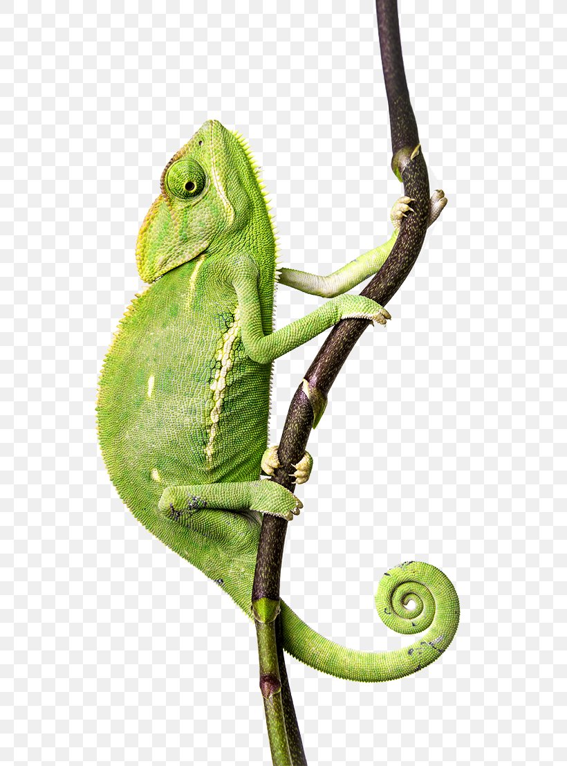 Chameleons African Chameleon Empresa Textile Printing Moral Character, PNG, 788x1107px, Chameleons, African Chameleon, Chameleon, Empresa, Iguania Download Free