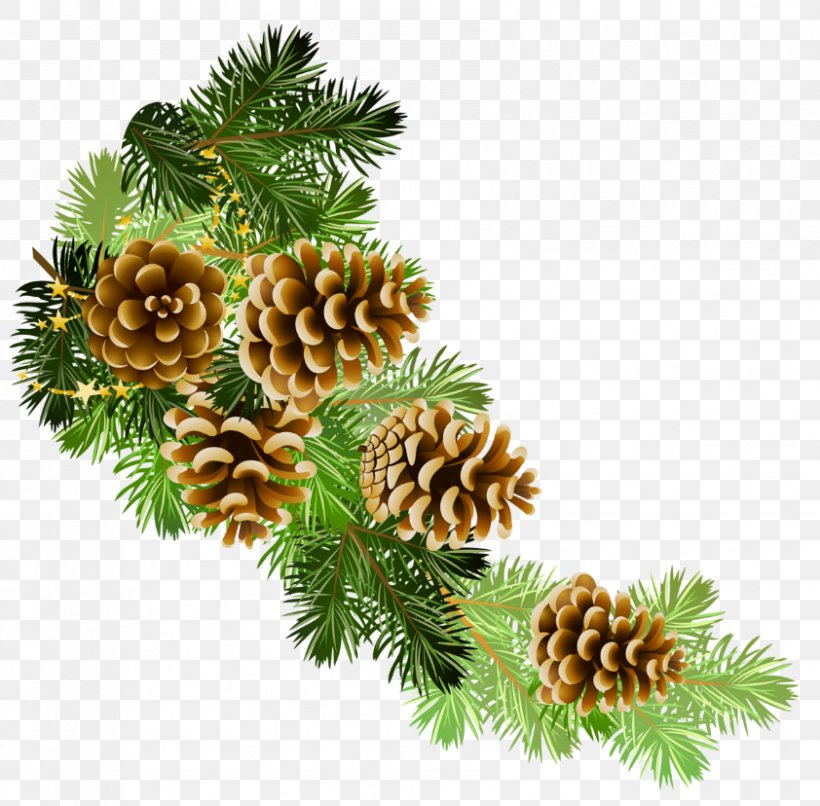 Conifer Cone Scots Pine Branch Clip Art, PNG, 842x828px, Conifer Cone, Branch, Christmas, Christmas Decoration, Christmas Ornament Download Free