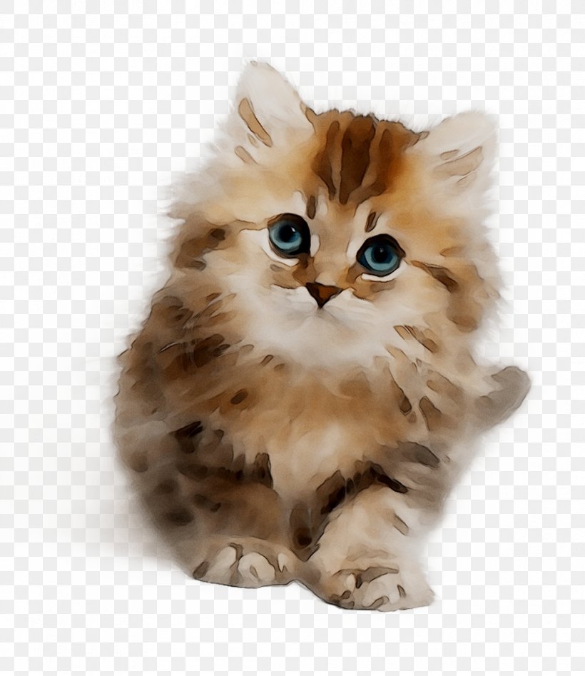 Kitten Persian Cat Asian Semi-longhair Cymric Ragamuffin Cat, PNG, 1010x1167px, Kitten, American Bobtail, American Curl, Asian Semilonghair, British Longhair Download Free
