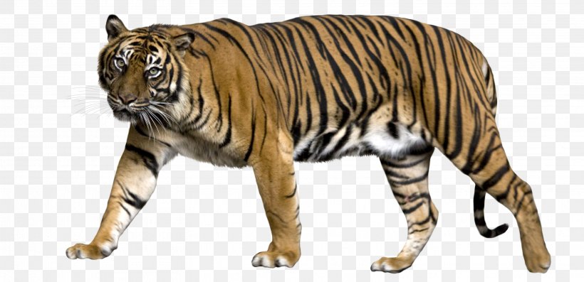 Lion Sumatran Tiger Jaguar Liger Bengal Tiger, PNG, 3118x1512px, Tiger Temple, Animal, Animal Figure, Bengal Tiger, Big Cats Download Free