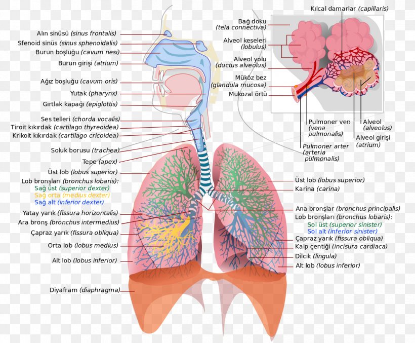 Respiratory System Respiratory Tract Lung Breathing Respiration, PNG, 1239x1024px, Watercolor, Cartoon, Flower, Frame, Heart Download Free
