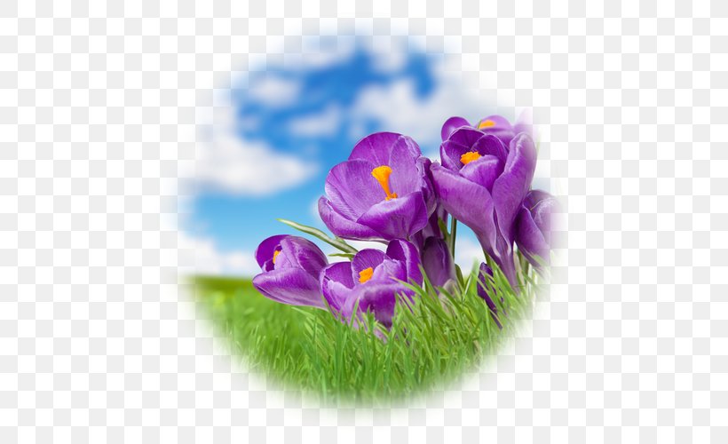 Stock Photography Landscape Violet, PNG, 500x500px, Stock Photography, Banco De Imagens, Can Stock Photo, Crocus, Depositphotos Download Free