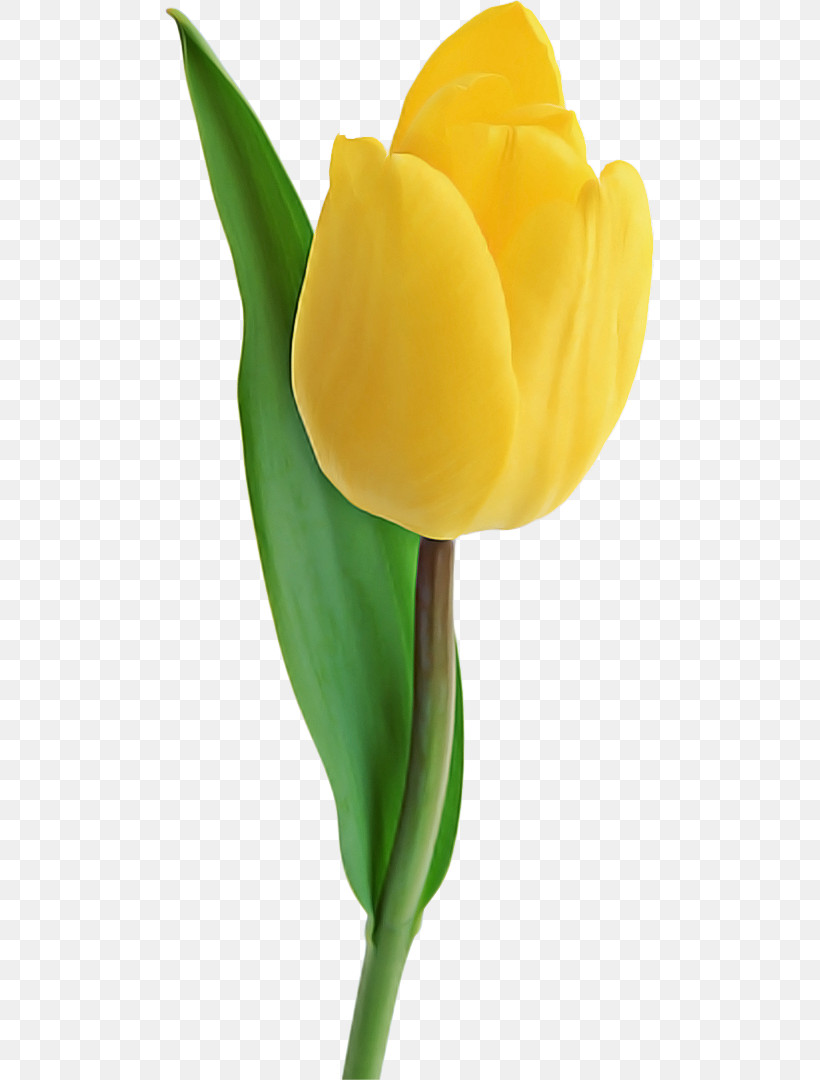 Tulip Yellow Flower Arum Plant, PNG, 489x1080px, Tulip, Alismatales, Arum, Arum Family, Bud Download Free