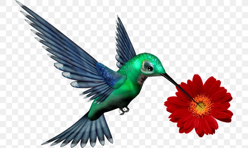 Choose To Be Happy Design T-shirt Hummingbird Image, PNG, 722x489px, Tshirt, Beak, Bird, Fauna, Feather Download Free