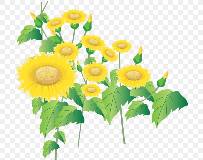 Common Sunflower Sunflower Seed, PNG, 699x647px, Common Sunflower, Cut Flowers, Daisy Family, Floral Design, Floristry Download Free