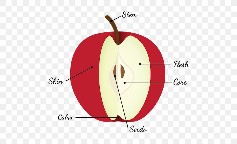 Apple Pie Diagram Fruit Anatomy Seed, PNG, 609x499px, Watercolor, Cartoon, Flower, Frame, Heart Download Free
