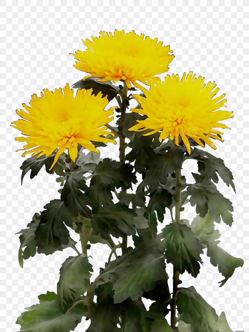 Chrysanthemum Wholesale Yellow Artikel Price, PNG, 1391x1855px, Chrysanthemum, Annual Plant, Artikel, Assortment Strategies, Asterales Download Free